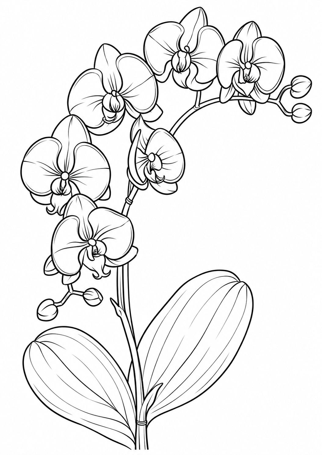 Pink orchid flowers, buds, and green leaves printable coloring page